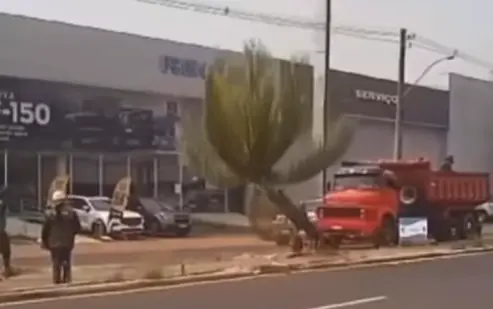 Derrubada de palmeira imperial na Via Chico Mendes causa revolta contra Prefeitura de Rio Branco