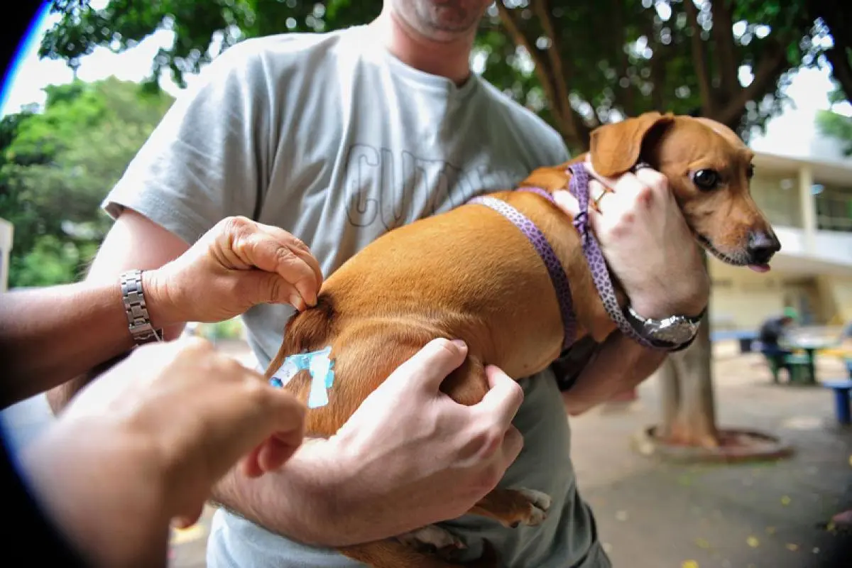 Cerca de 33mil ‘pets’ serão vacinados em Rio Branco ainda esse ano